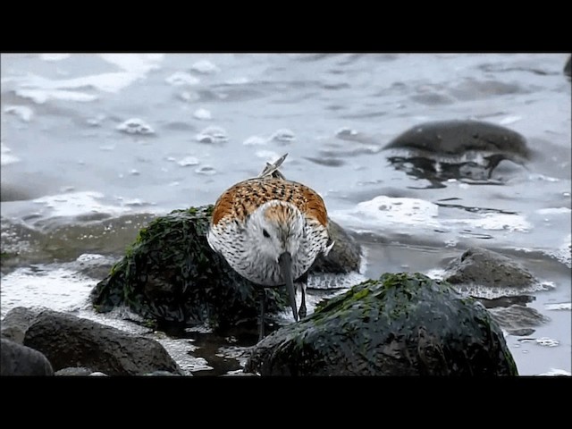 Dunlin - ML201578321