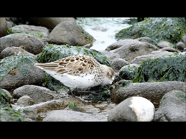 Western Sandpiper - ML201578331