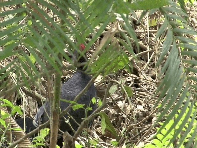 Лофур непальський - ML201578371