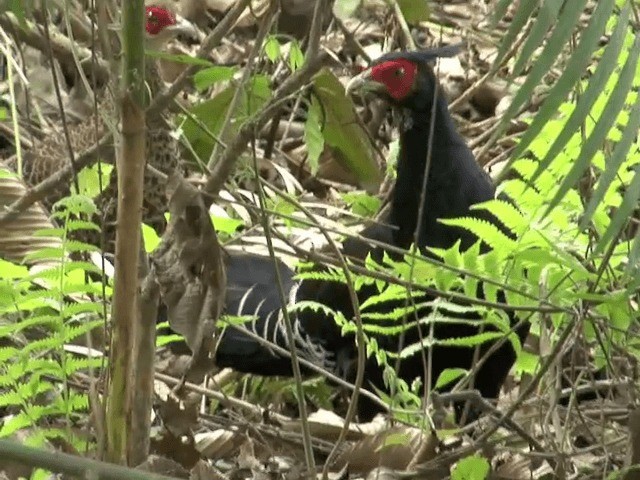 Лофур непальський - ML201578381