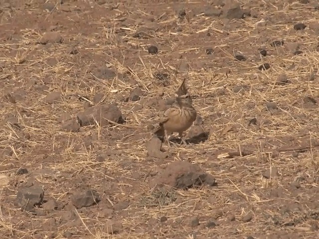 デカンカンムリヒバリ - ML201578501