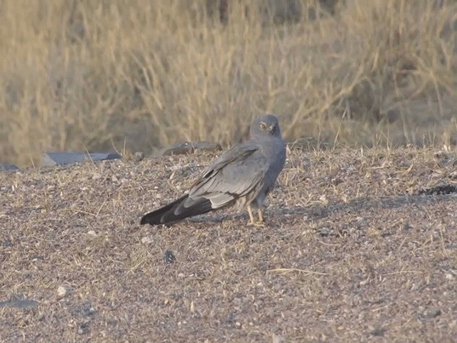 Aguilucho Cenizo - ML201578521