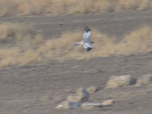 Montagu's Harrier - ML201578531