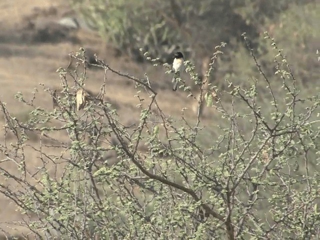 Minivet Ventriblanco - ML201578561