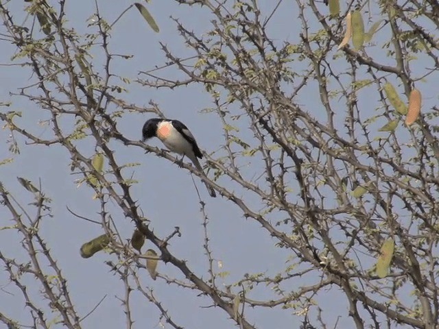 White-bellied Minivet - ML201578571