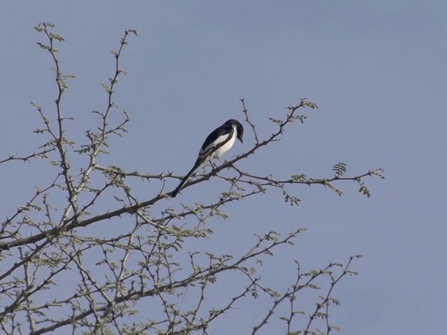 Minivet Ventriblanco - ML201578581