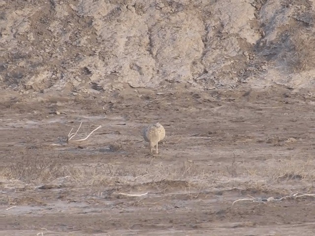 Macqueen's Bustard - ML201578741