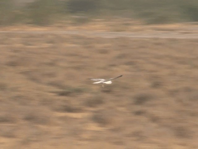 Pallid Harrier - ML201578751