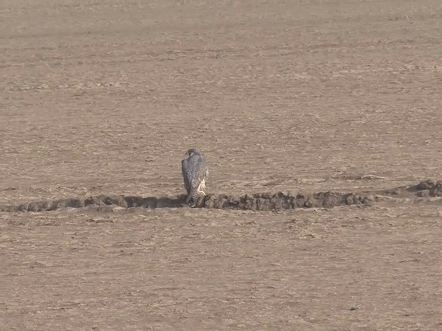 Peregrine Falcon (Tundra) - ML201578761