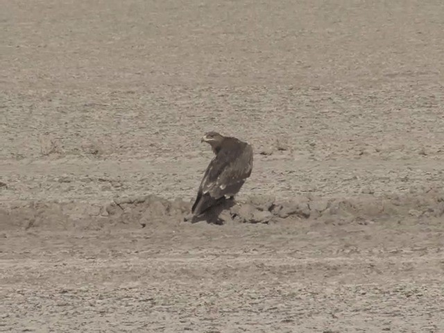 Steppe Eagle - ML201578771