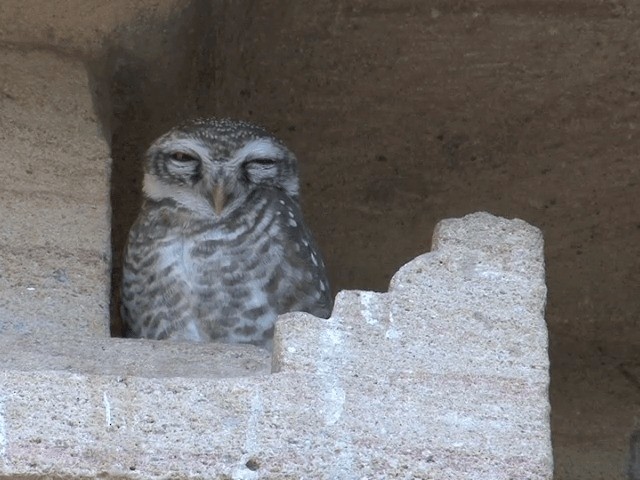 Spotted Owlet - ML201578781