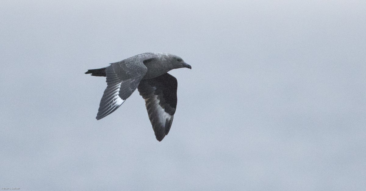 South Polar Skua - ML20157881