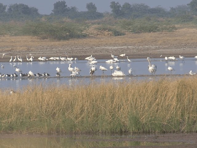 Eurasian Spoonbill - ML201578851