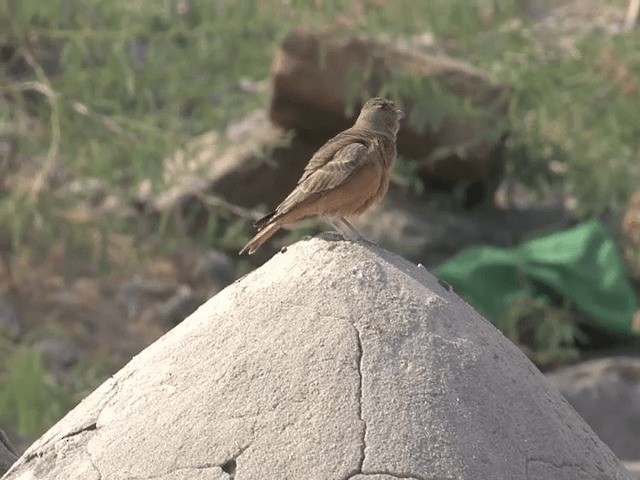 Rufous-tailed Lark - ML201578861