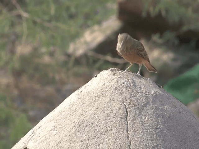 Rufous-tailed Lark - ML201578871