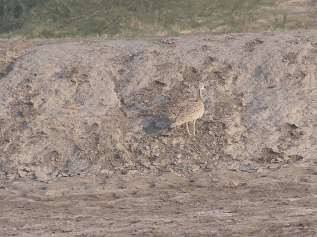 drop obojkový - ML201578891