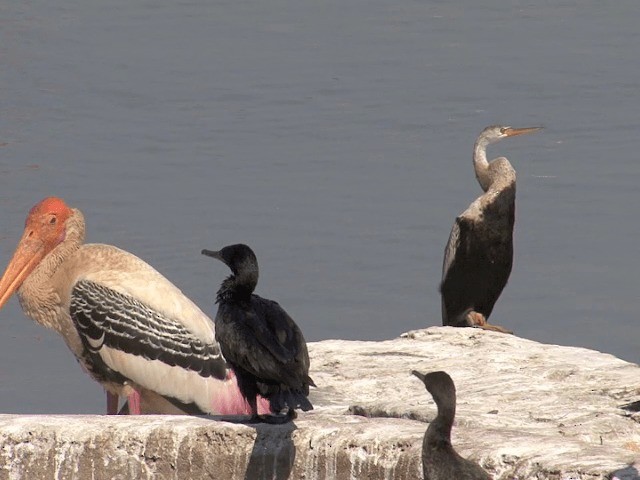 Orient-Schlangenhalsvogel - ML201578901