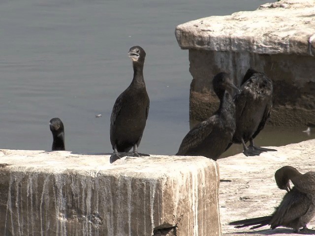 Cormorán de Java - ML201578941