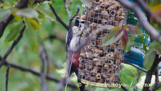 Great Spotted Woodpecker (Great Spotted) - ML201579071