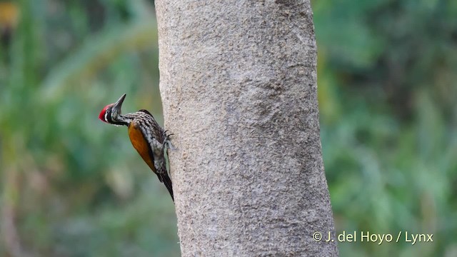 Greater Flameback - ML201579101