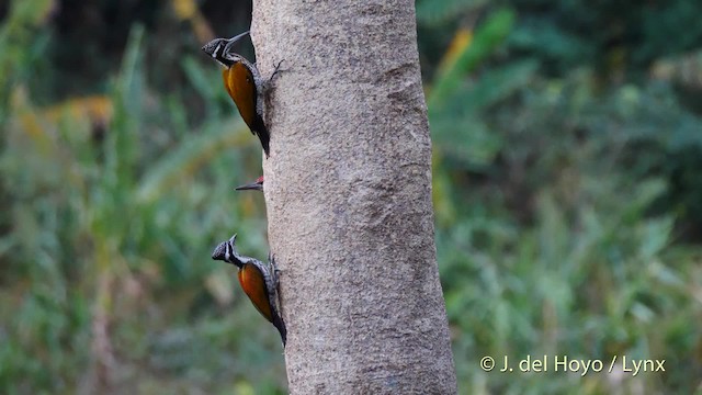 Greater Flameback - ML201579111