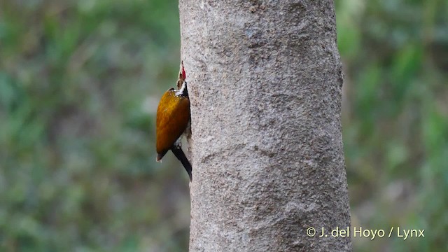 Greater Flameback - ML201579121