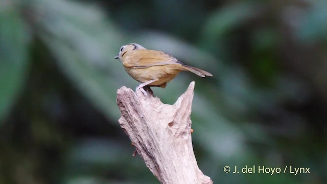 Brown-cheeked Fulvetta - ML201579131