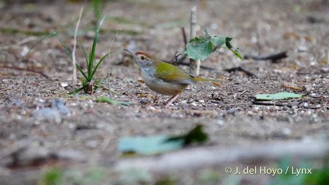 Rotstirn-Schneidervogel - ML201579141