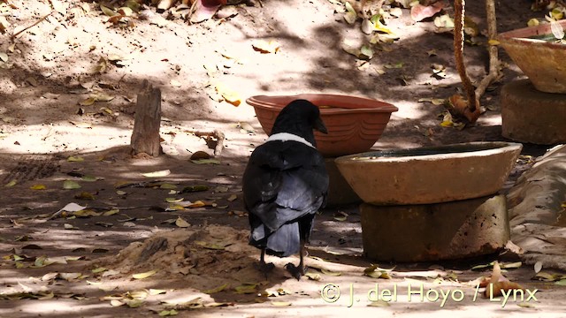 Pied Crow - ML201579331