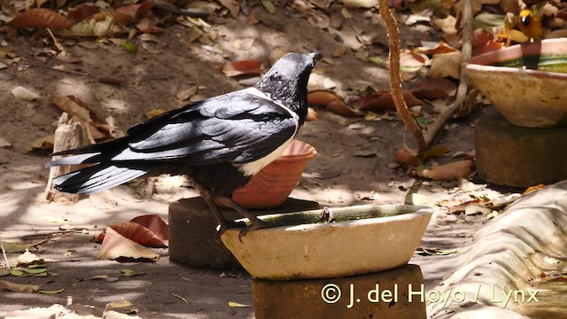 Pied Crow - ML201579341