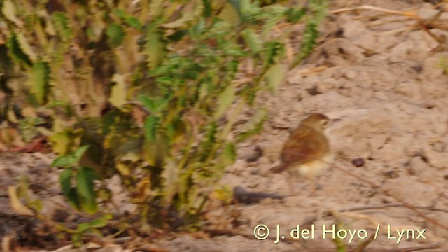 Singing Cisticola - ML201579371