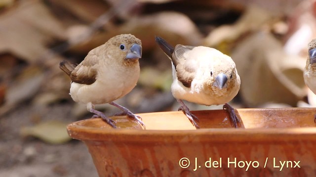 African Silverbill - ML201579421