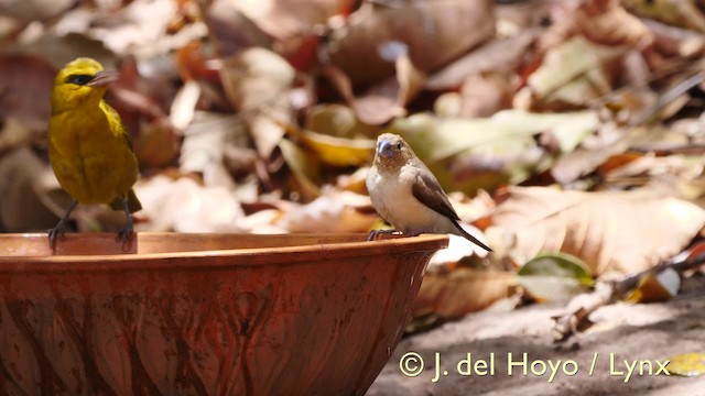 African Silverbill - ML201579431