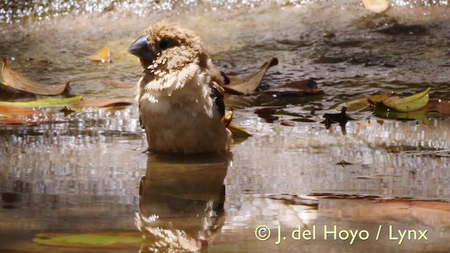 African Silverbill - ML201579441