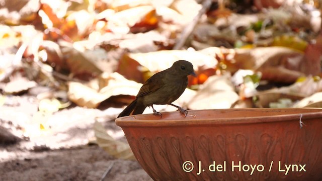 Little Greenbul - ML201579461