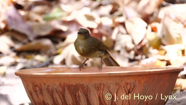 Little Greenbul - ML201579471