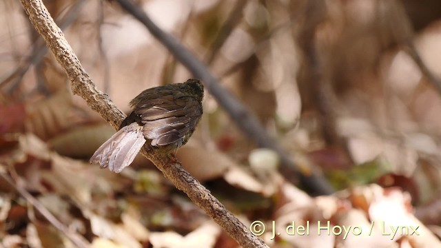 Little Greenbul - ML201579481