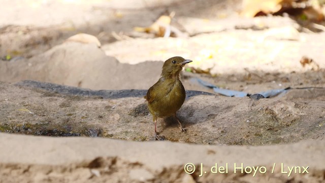 Bulbul verdâtre - ML201579491