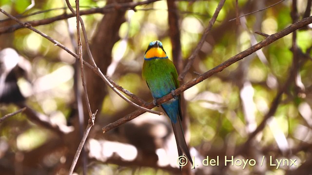 Swallow-tailed Bee-eater - ML201579501