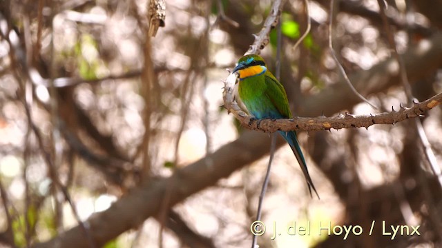 Swallow-tailed Bee-eater - ML201579511
