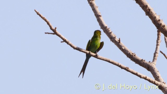 Swallow-tailed Bee-eater - ML201579531