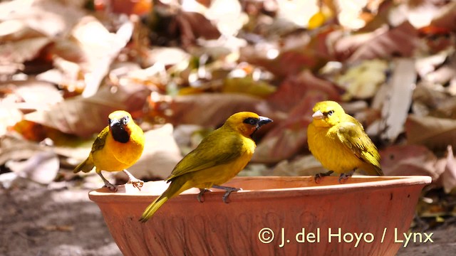 Olive-naped Weaver - ML201579541