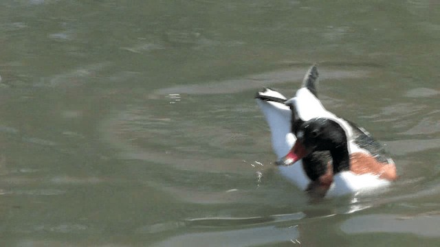 Common Shelduck - ML201579551