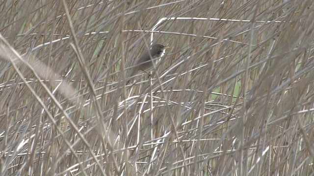 Common Reed Warbler (Common) - ML201579601