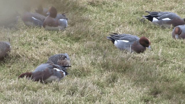 Eurasian Wigeon - ML201579671