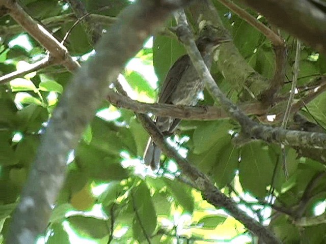 Bulbul à oreillons bruns - ML201579711