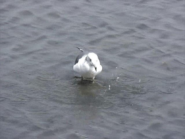 Хар сүүлт цахлай - ML201579731