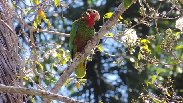 Amazona Cubana - ML201579761