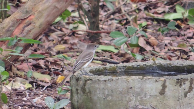 La Sagra's Flycatcher - ML201579781