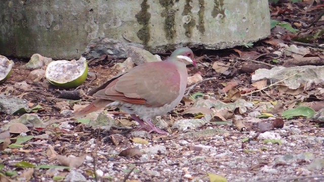 Key West Quail-Dove - ML201579791